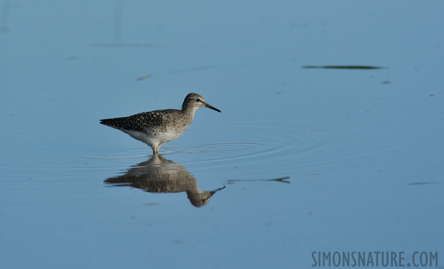 Tringa glareola [550 mm, 1/2500 sec at f / 8.0, ISO 1000]